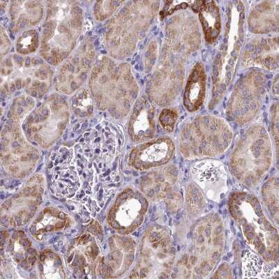 Immunohistochemistry-Paraffin: FAM36A Antibody [NBP1-91886] - Staining of human kidney shows strong cytoplasmic positivity in subset of renal tubules.