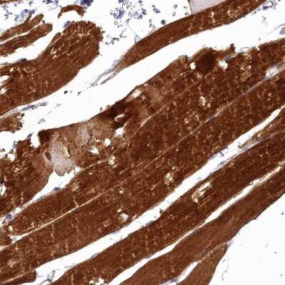 Immunohistochemistry-Paraffin FAM36A Antibody