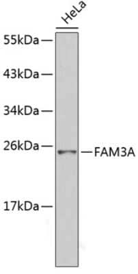 Western Blot: FAM3A Antibody [NBP3-05216] - Analysis of extracts of HeLa cells, using FAM3A antibody . Secondary antibody: HRP Goat Anti-Rabbit IgG (H+L) at 1:10000 dilution. Lysates/proteins: 25ug per lane. Blocking buffer: 3% nonfat dry milk in TBST.