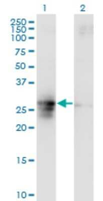 Western Blot: FAM3B Antibody (1E7) [H00054097-M07] - Analysis of FAM3B expression in transfected 293T cell line by FAM3B monoclonal antibody (M07), clone 1E7. Lane 1: FAM3B transfected lysatE (26 KDa). Lane 2: Non-transfected lysate.