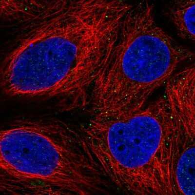 Immunocytochemistry/Immunofluorescence: FAM3B Antibody [NBP2-56789] - Staining of human cell line CACO-2 shows localization to vesicles.