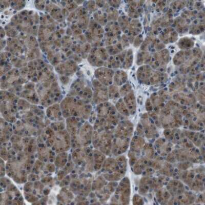 Immunohistochemistry-Paraffin: FAM3B Antibody [NBP1-89395] - Staining of human pancreas shows strong granular positivity in cytoplasm in exocrine glandular cells.