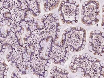 Immunohistochemistry-Paraffin: FAM3B Antibody [NBP2-97157] - Immunochemical staining of human FAM3B in human small intestine with rabbit polyclonal antibody at 1:100 dilution, formalin-fixed paraffin embedded sections.