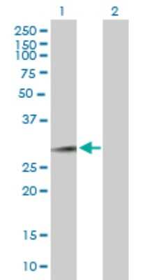 Western Blot: FAM3B Antibody [H00054097-B02P] - Analysis of FAM3B expression in transfected 293T cell line by FAM3B polyclonal antibody.  Lane 1: FAM3B transfected lysate(25.85 KDa). Lane 2: Non-transfected lysate.