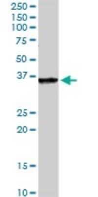 Western Blot: FAM3B Antibody [H00054097-D01P] - Analysis of FAM3B expression in mouse intestine.