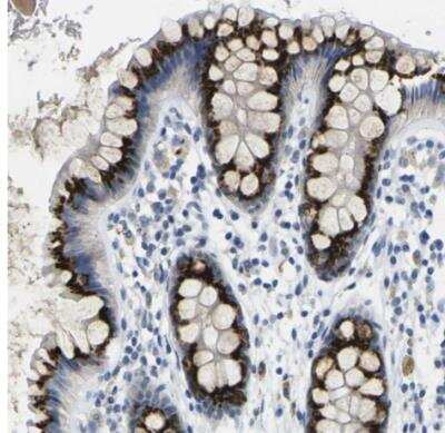 Immunohistochemistry-Paraffin: FAM3D Antibody [NBP2-30933] - Staining of human rectum shows strong cytoplasmic positivity in glandular cells.