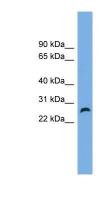 Western Blot: FAM3D Antibody [NBP1-57064] - Jurkat cell lysate, concentration 0.2-1 ug/ml.
