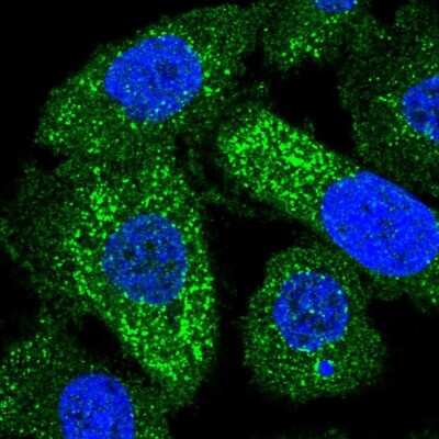 Immunocytochemistry/ Immunofluorescence FAM43A Antibody - BSA Free