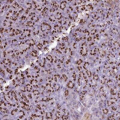 Immunohistochemistry-Paraffin FAM43A Antibody - BSA Free