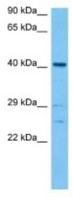 Western Blot FAM46B Antibody - BSA Free