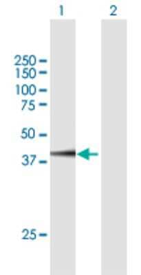 Western Blot: FAM46C Antibody [H00054855-B01P] - Analysis of FAM46C expression in transfected 293T cell line by FAM46C polyclonal antibody.  Lane 1: FAM46C transfected lysate(43.01 KDa). Lane 2: Non-transfected lysate.