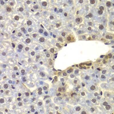 Immunohistochemistry-Paraffin: FAM48A Antibody [NBP3-03767] - Paraffin-embedded mouse liver using FAM48A antibody at dilution of 1:100 (40x lens).