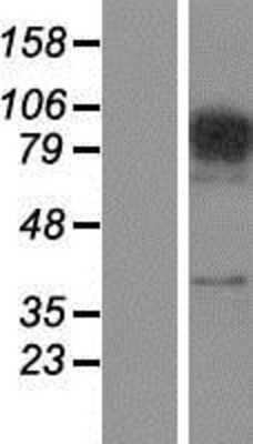 Western Blot: FAM48A Overexpression Lysate (Adult Normal) [NBP2-08734] Left-Empty vector transfected control cell lysate (HEK293 cell lysate); Right -Over-expression Lysate for FAM48A.