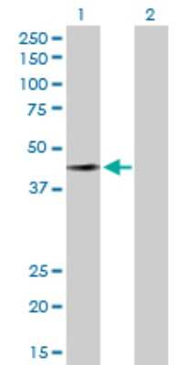 Western Blot: FAM50A Antibody [H00009130-D01P] - Analysis of FAM50A expression in transfected 293T cell line by FAM50A polyclonal antibody.Lane 1: FAM50A transfected lysate(40.20 KDa).Lane 2: Non-transfected lysate.