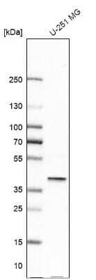 Western Blot: FAM50A Antibody [NBP1-89344] - Analysis in human cell line U-251 MG.