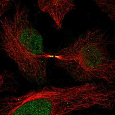 Immunocytochemistry/ Immunofluorescence FAM50B Antibody - BSA Free