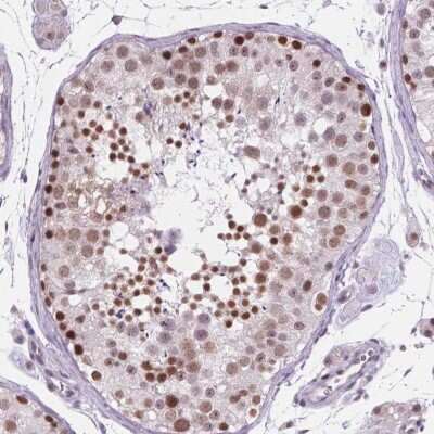 Immunohistochemistry-Paraffin FAM50B Antibody