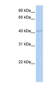 Western Blot: FAM50B Antibody [NBP1-55474] - Titration: 0.2-1 ug/ml, Positive Control: 721_B cell lysate.