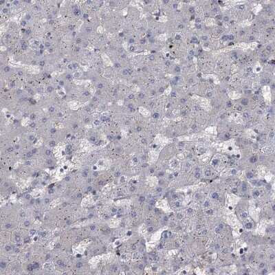 Immunohistochemistry-Paraffin: FAM53A Antibody [NBP1-84998] - Staining of human liver shows low expression as expected.