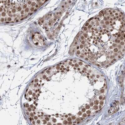 Immunohistochemistry-Paraffin: FAM53A Antibody [NBP1-84998] - Staining of human testis shows high expression.