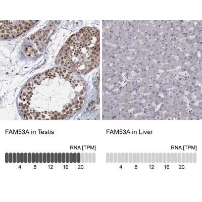 Immunohistochemistry-Paraffin: FAM53A Antibody [NBP1-84998] - Staining in human testis and liver tissues using anti-FAM53A antibody. Corresponding FAM53A RNA-seq data are presented for the same tissues.