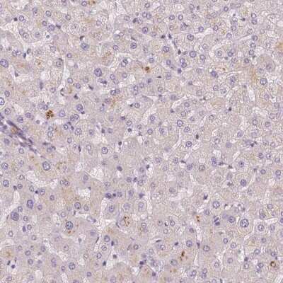 Immunohistochemistry-Paraffin: FAM53A Antibody [NBP2-49274] - Staining of human liver shows low expression as expected.