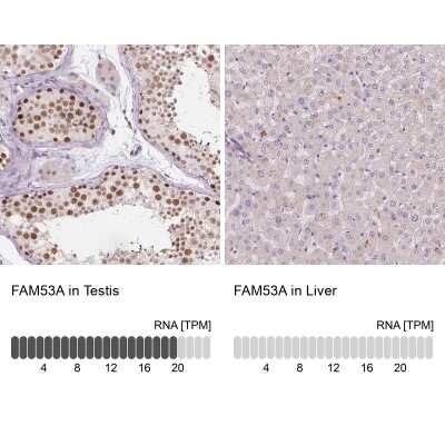 <b>Orthogonal Strategies Validation. </b>Immunohistochemistry-Paraffin: FAM53A Antibody [NBP2-49274] - Staining in human testis and liver tissues using anti-FAM53A antibody. Corresponding FAM53A RNA-seq data are presented for the same tissues.