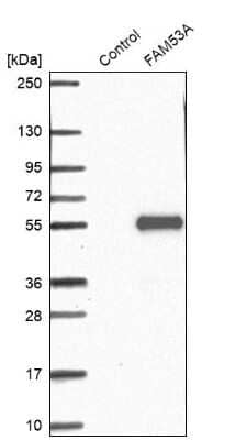 Western Blot: FAM53A Antibody [NBP1-84998] - Analysis in control (vector only transfected HEK293T lysate) and FAM53A over-expression lysate (Co-expressed with a C-terminal myc-DDK tag (3.1 kDa) in mammalian HEK293T cells).