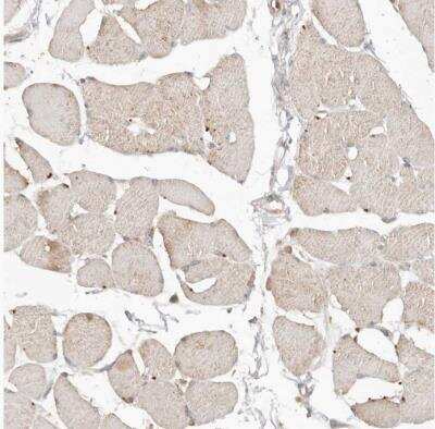 Immunohistochemistry-Paraffin FAM54A Antibody