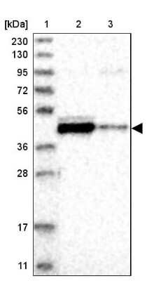 Western Blot FAM54A Antibody