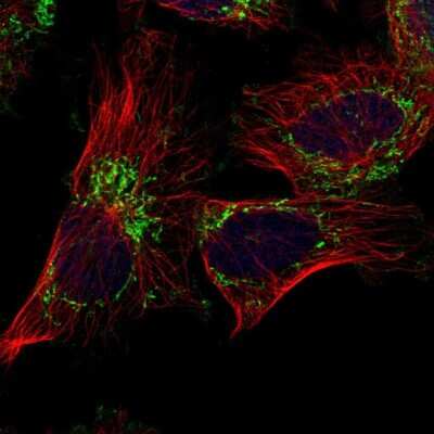 Immunocytochemistry/Immunofluorescence: FAM54B Antibody [NBP1-86400] - Staining of human cell line U-251 MG shows localization to mitochondria. Antibody staining is shown in green.