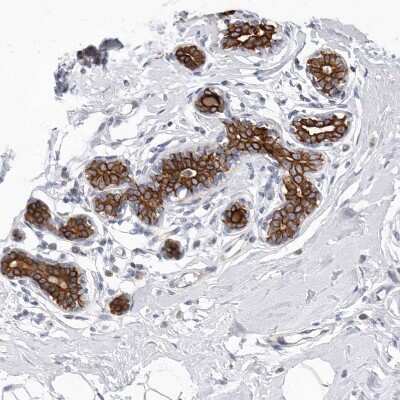 Immunohistochemistry-Paraffin: FAM54B Antibody [NBP1-86400] - Staining of human breast shows moderate to strong cytoplasmic and membranous positivity in glandular cells.