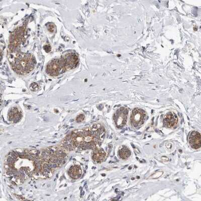 Immunohistochemistry-Paraffin: FAM54B Antibody [NBP1-86401] - Staining of human breast shows moderate cytoplasmic positivity in glandular cells.