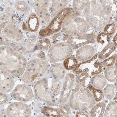 Immunohistochemistry-Paraffin: FAM54B Antibody [NBP1-86401] - Staining of human kidney shows moderate to strong cytoplasmic positivity in cells in tubules.