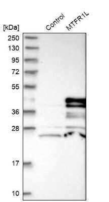 Western Blot: FAM54B Antibody [NBP1-86400] - Analysis in control (vector only transfected HEK293T lysate) and MTFR1L over-expression lysate (Co-expressed with a C-terminal myc-DDK tag (3.1 kDa) in mammalian HEK293T cells).