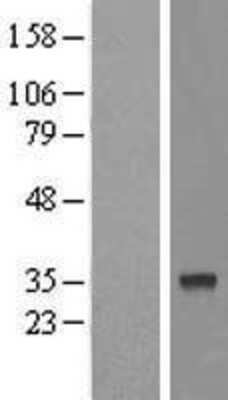 Western Blot: FAM54B Overexpression Lysate (Adult Normal) [NBP2-08284] Left-Empty vector transfected control cell lysate (HEK293 cell lysate); Right -Over-expression Lysate for FAM54B.