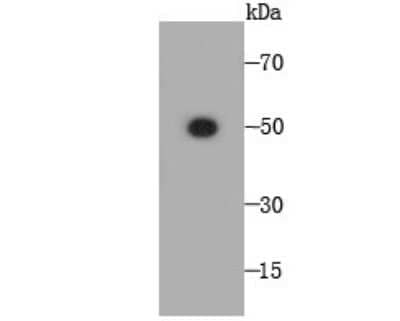 Western Blot: FAM55C Antibody (4-E11) [NBP2-66830] - Analysis on human placenta (1) and human serum (2) lysate using anti-FAM55C mouse mAb.
