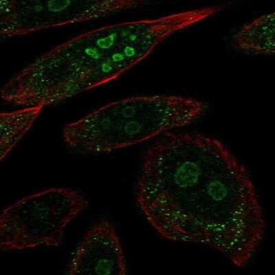 Immunocytochemistry/ Immunofluorescence FAM5B Antibody