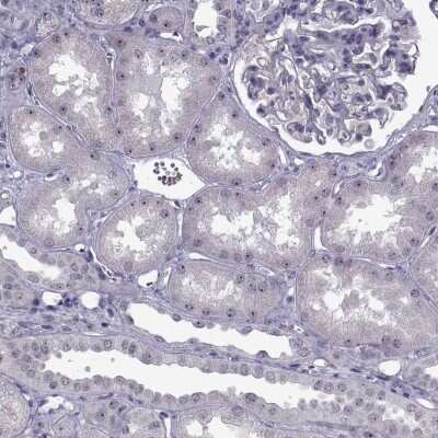 Immunohistochemistry-Paraffin FAM60A Antibody