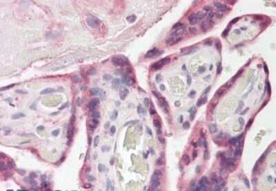 Immunohistochemistry-Paraffin: FAM62A Antibody [NBP1-00184] - Staining of paraffin embedded Human Placenta. Antibody at 3.75 ug/mL. Steamed antigen retrieval with citrate buffer pH 6, AP-staining.