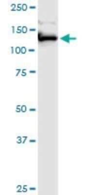 Western Blot: FAM62A Antibody [H00023344-B01P] - Analysis of FAM62A expression in HepG2.