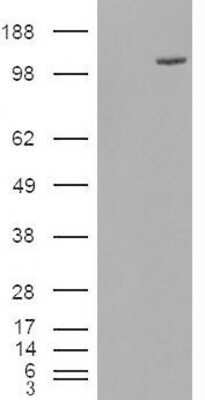 Western Blot FAM62A Antibody