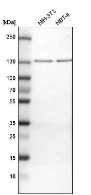 Western Blot: FAM62A Antibody [NBP1-84741] - Analysis in mouse cell line NIH-3T3 and rat cell line NBT-II.