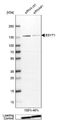 Western Blot FAM62A Antibody