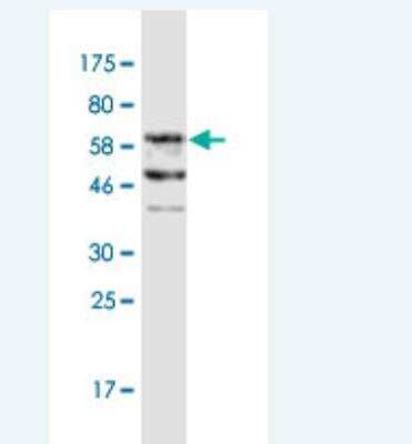 Western Blot: FAM62B Antibody (1E10) [H00057488-M05] - Detection against Immunogen (65.12 KDa) .