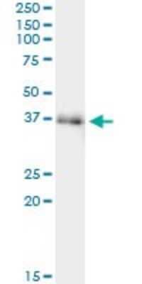 Immunoprecipitation: FAM62B Antibody (4C3) [H00057488-M02] - Analysis of FAM62B transfected lysate using anti-FAM62B monoclonal antibody and Protein A Magnetic Bead, and immunoblotted with FAM62B monoclonal antibody.