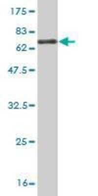 Western Blot: FAM62B Antibody (4C3) [H00057488-M02] - detection against Immunogen (65.49 KDa) .