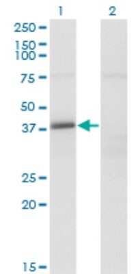 Western Blot FAM62B Antibody (4C3) - Azide and BSA Free