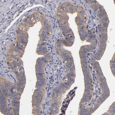 Immunohistochemistry-Paraffin FAM62B Antibody - BSA Free