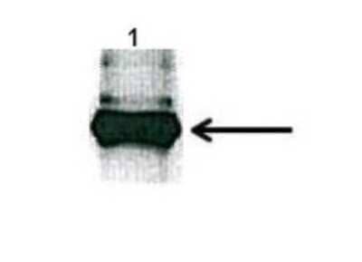 Immunoprecipitation: FAM62B Antibody [NBP1-59988] - Titration: 1 ug/ml Positive Control: HEK-293T cells